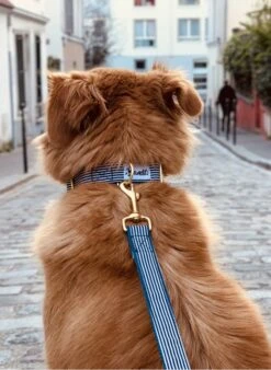 IN THE NAVY - Laisse Pour Chien à Rayures | Bleu 5 IN THE NAVY - Laisse Pour Chien à Rayures | Bleu -Intérieur Décoration Magasin 3441969