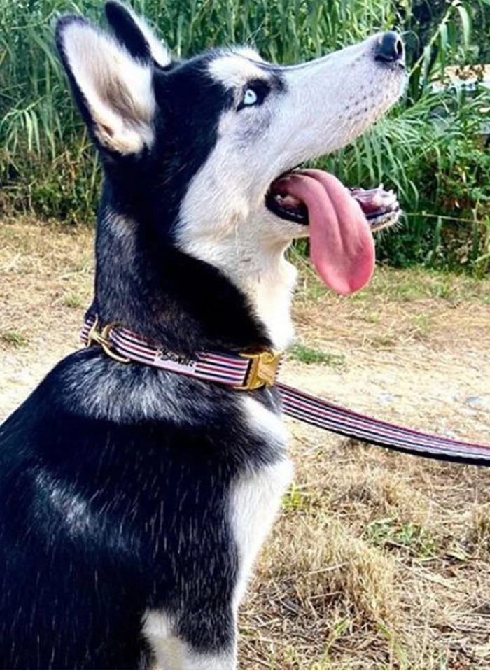 THE FRENCH BANBAN - Laisse Pour Chien à Rayures | Bleu 3 THE FRENCH BANBAN - Laisse Pour Chien à Rayures | Bleu – Image 3