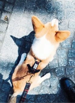 OH MY LORD - Laisse Pour Chien Motif Tartan | Bleu 7 OH MY LORD - Laisse Pour Chien Motif Tartan | Bleu -Intérieur Décoration Magasin 3441974 1