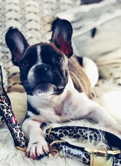 WILD WILD WOUF - Laisse Pour Chien Motif Léopard | Beige 6 WILD WILD WOUF - Laisse Pour Chien Motif Léopard | Beige -Intérieur Décoration Magasin 3442099 1